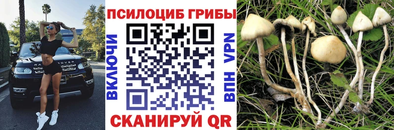 что такое Химки Псилоцибиновые грибы Cubensis